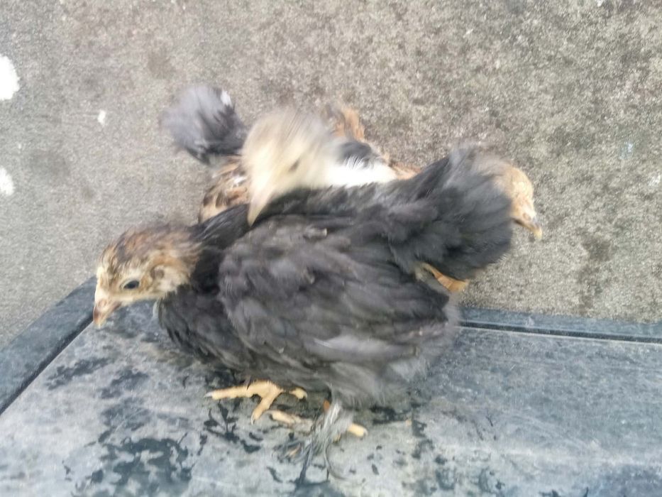 Pekins Várias Mutações