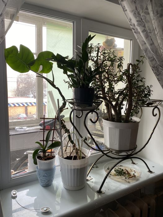 Монстера дифенбахия