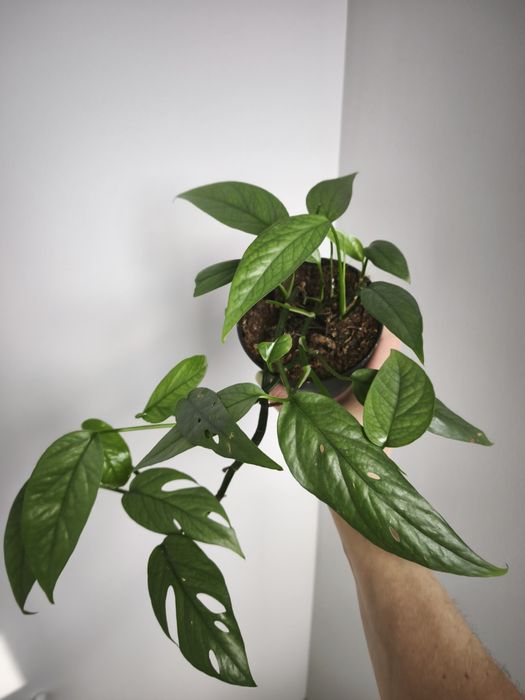 Эпипремум Себу Блу