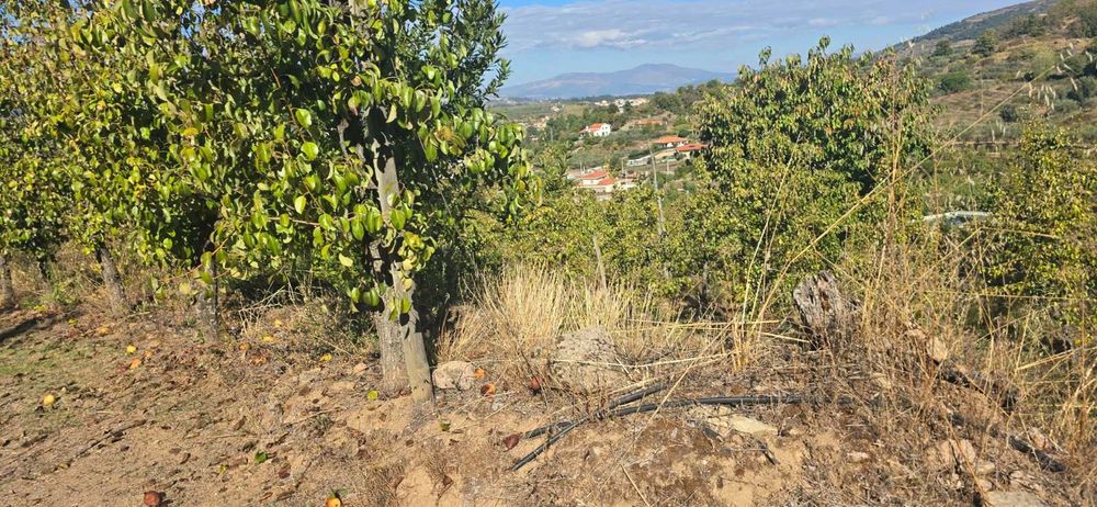 Vende-se Quinta de Santo Antonio