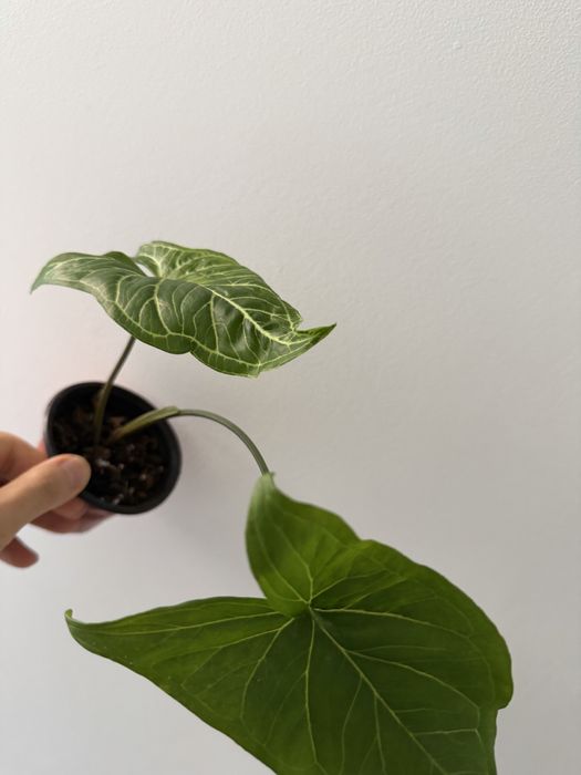 Syngonium variados ( milk confetti, mojito, albo, 3 kings, batik…)