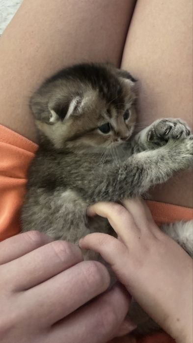 Шотландский вислоухий мальчик