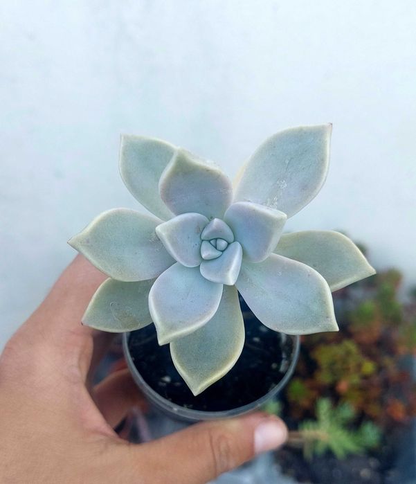 Suculentas 2€ cada