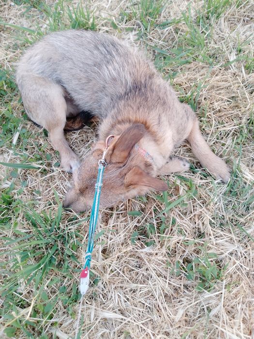 Одам собаку Николаев