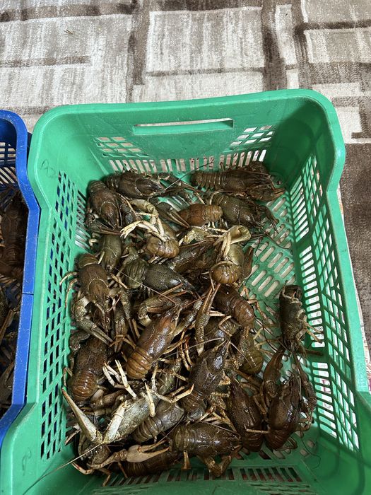 Раки живі, живі раки, можлива варка, раки, варені раки