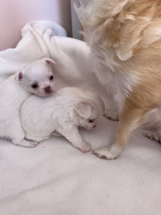 Продаж Чихуахуа цуценятки Львів