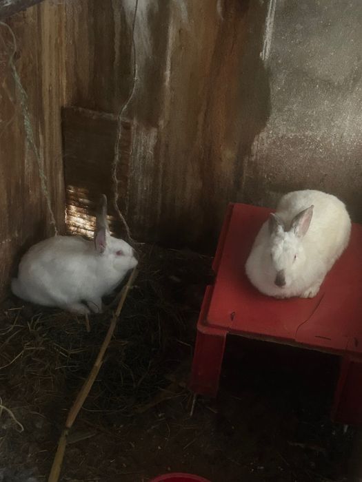 Coelhas com mais de 2kg