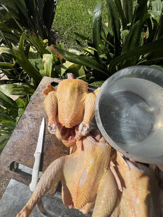 Frangos cazeiros criados ao ar livre