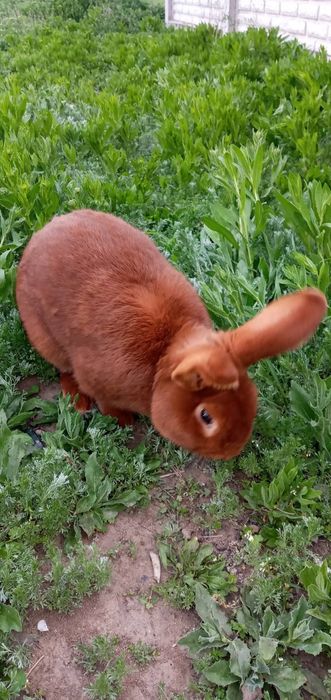 Продам кроликов разных пород