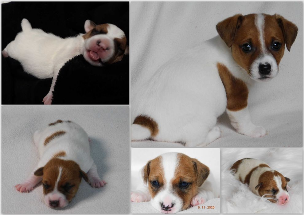 Niebawem- Jack Russell Terrier /hodowla BREFIO