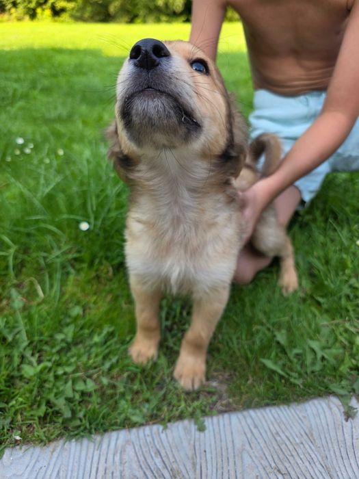 Oddam pieski za darmo