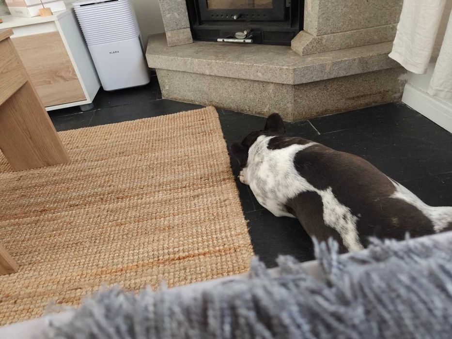Pet Sitting e Passeios ao Final do Dia – Porto, Gondomar, Valongo e Maia