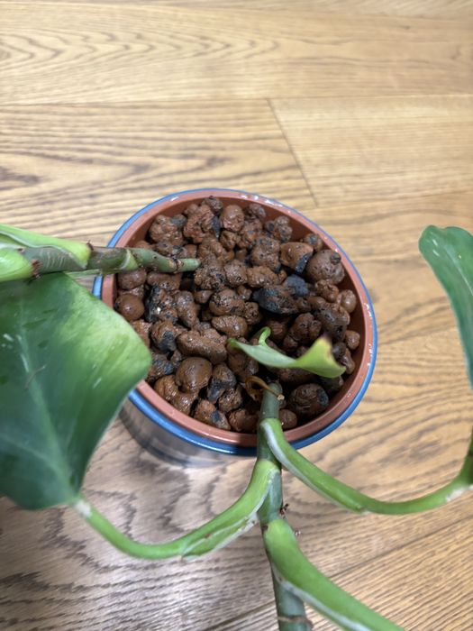 Philodendron white wizard