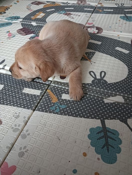 Labrador Retriever z Rodowodem