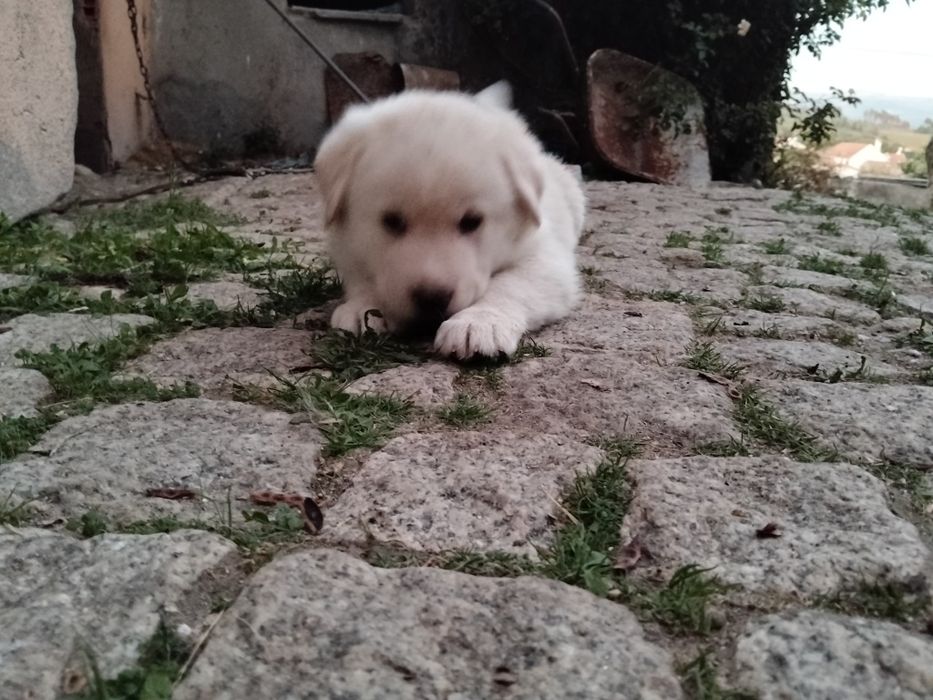 Para doação  estes2 patudos de porte grande para quinta   cães de guarda