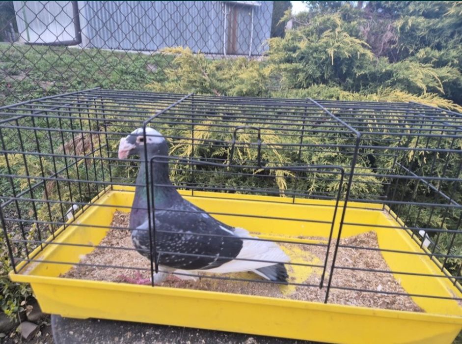 Gołębie rzeszowskie samce