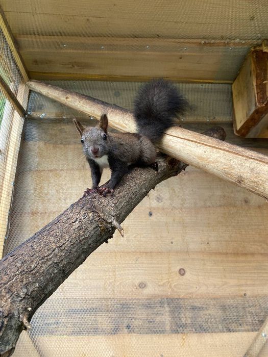Здаю котедж у Долині Luxury village Лісовий затишок