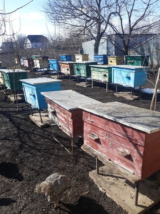 Продам Бжолопакети