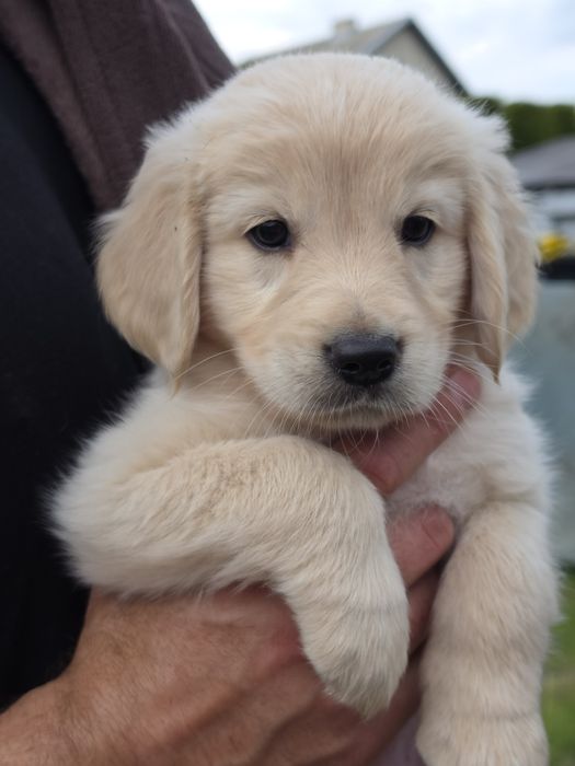 Golden Retriever-hodowla domowa