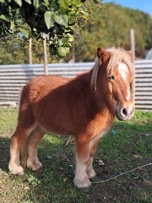 Pónei alazão cavalo