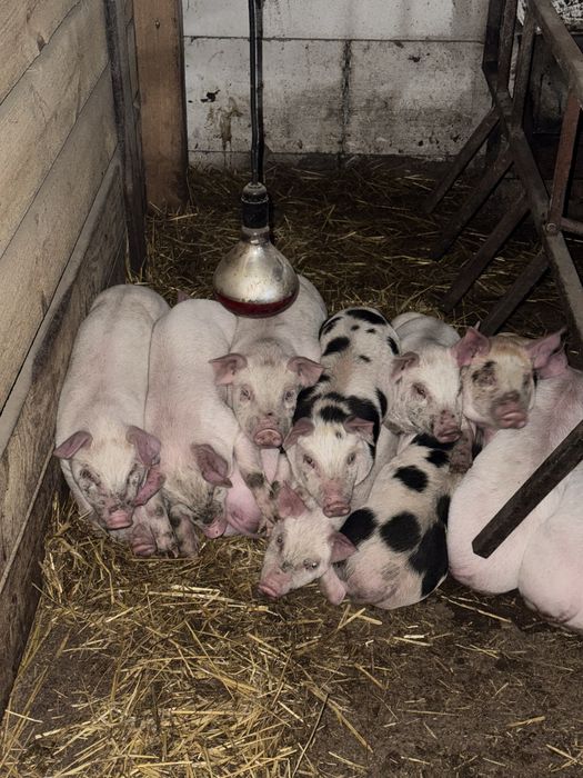 Продам поросят, 12+ кг - 300 грн/ кг Чутово