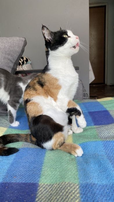 Отдам даром в добрые руки трехцветную кошечку