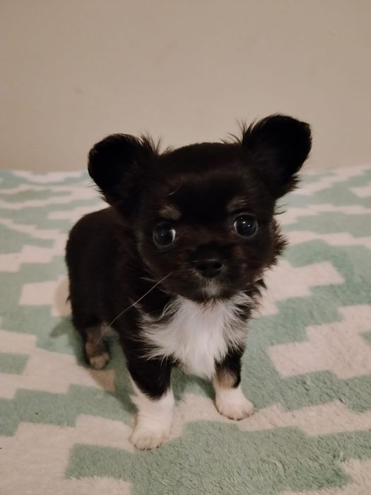Chihuahua piesek