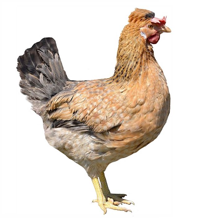 інкубаційне яйце