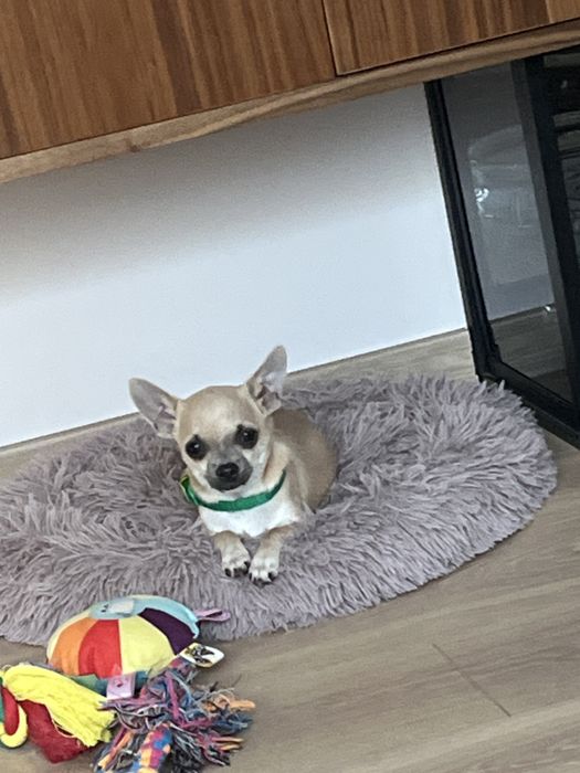 Cudowny piesek chihuahua