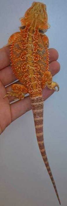 Agamy Brodate - dorosła para