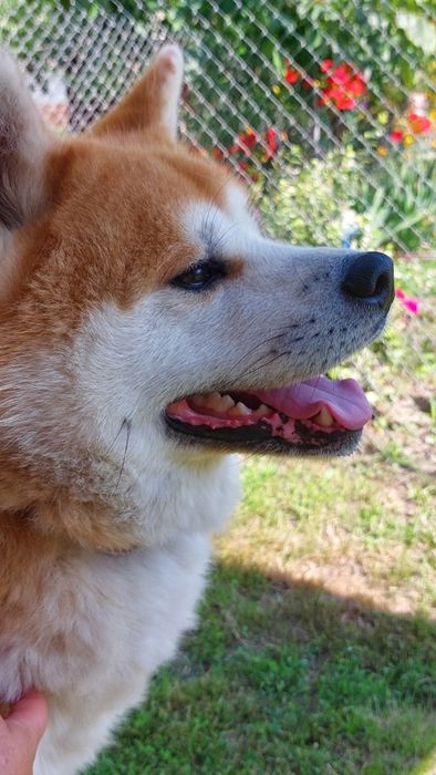 Акіта іну. Мачо.