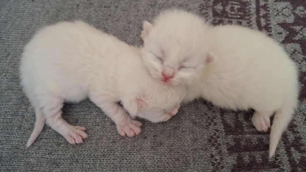 Невська маскарадна новонароджені кошенята. Бронь.