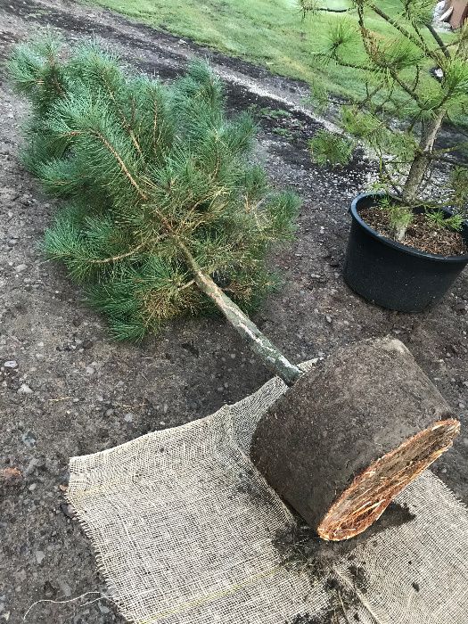 Sosna Czarna 'Pinus Nigra' wys ok. 100cm wys. Leszno wlkp.