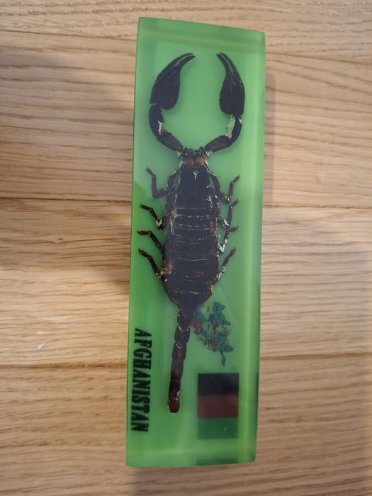 Skorpion z Afganistanu