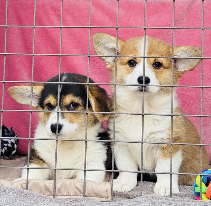 Чудові Коргі малята Одеса