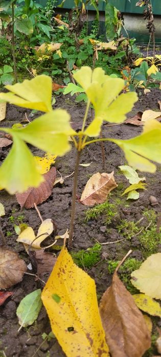 Гінкго Білоба,хвойне реліктове дерево.