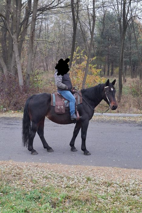 Ogierek śląski Lunar