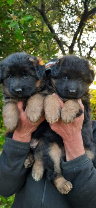 Німецька вівчарка