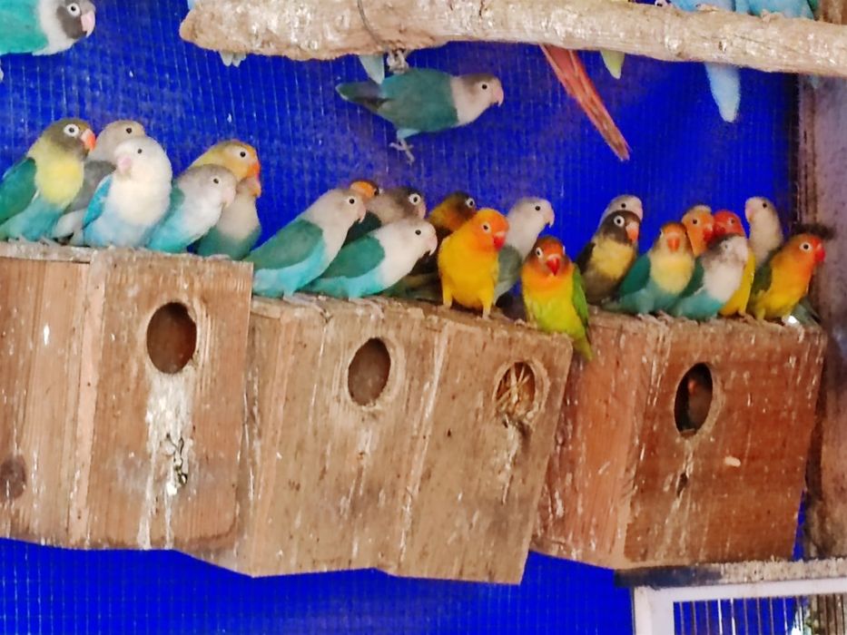 Agapórnis/Personatas  bebes