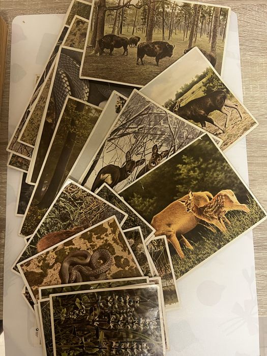 Niemiecki album botaniczny 1937 Aus Wald und Flur