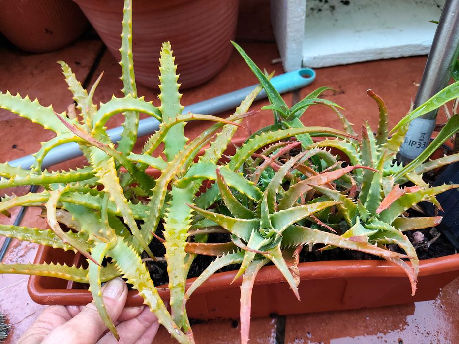 Aloés suculentas