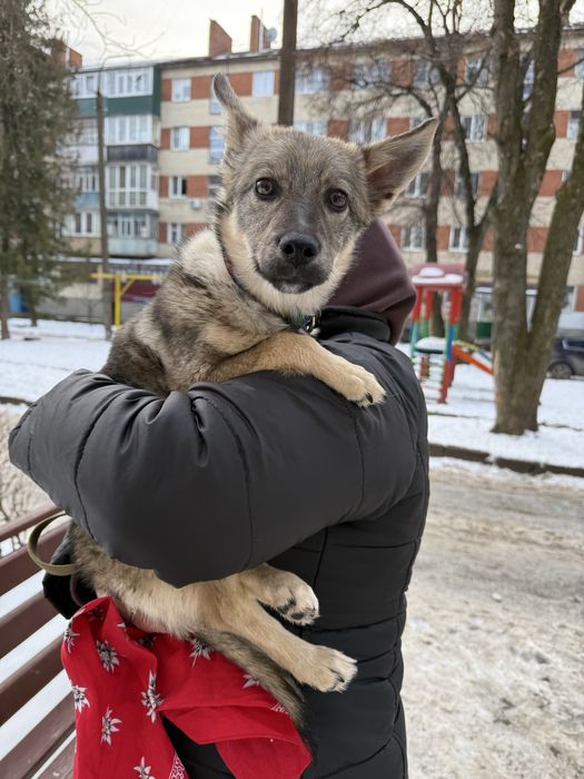 Шукає сімю собачка розміром з кота
