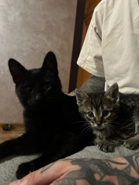 Кошенятко в добрі руки