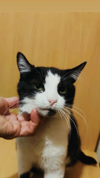 Отдам черно-белую кошку,  стерилизована, 4 года