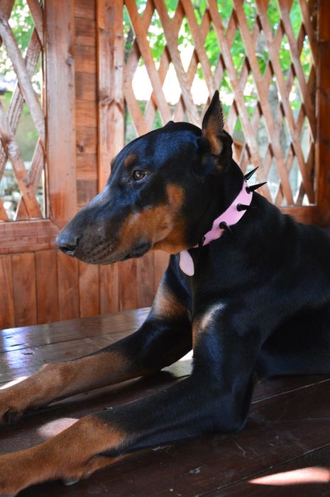 Цуценята добермана