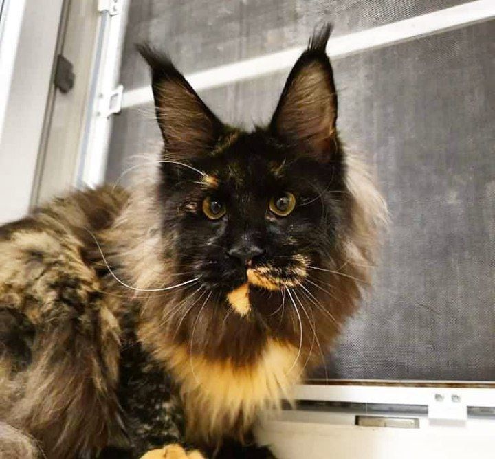 Шикарные  котята мейн-кун