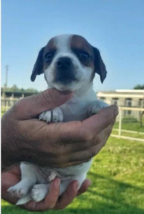 Cachorro Jack Russel com LOP