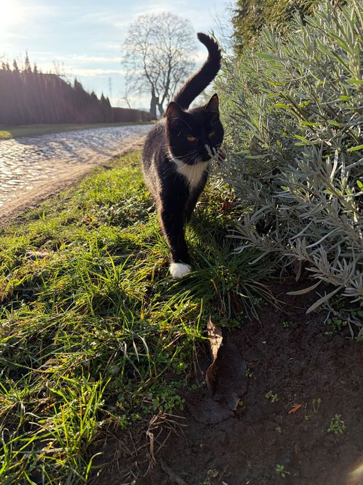 Do adopcji: urocze rodzeństwo – kotka i kocurek