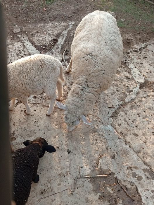 Mudar de pasto Ovelha Hill de Françe com  uma cria