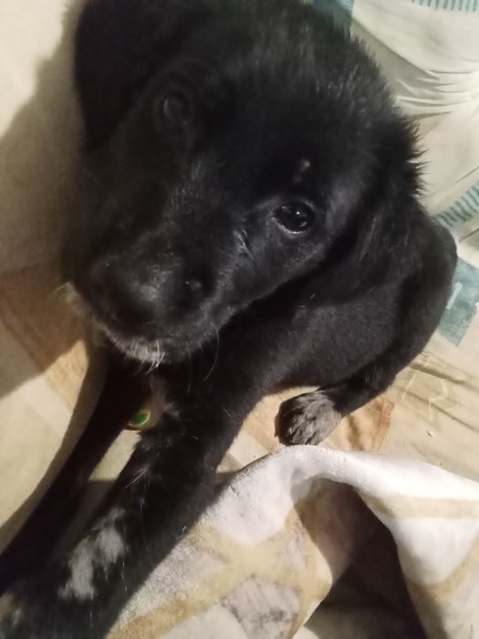 Doação de cachorrinho.